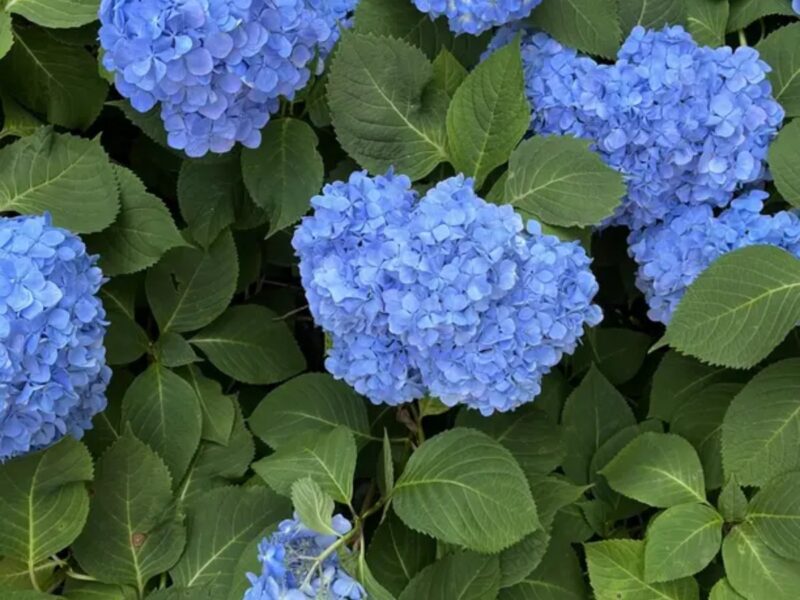 Blue hydrangea blooms