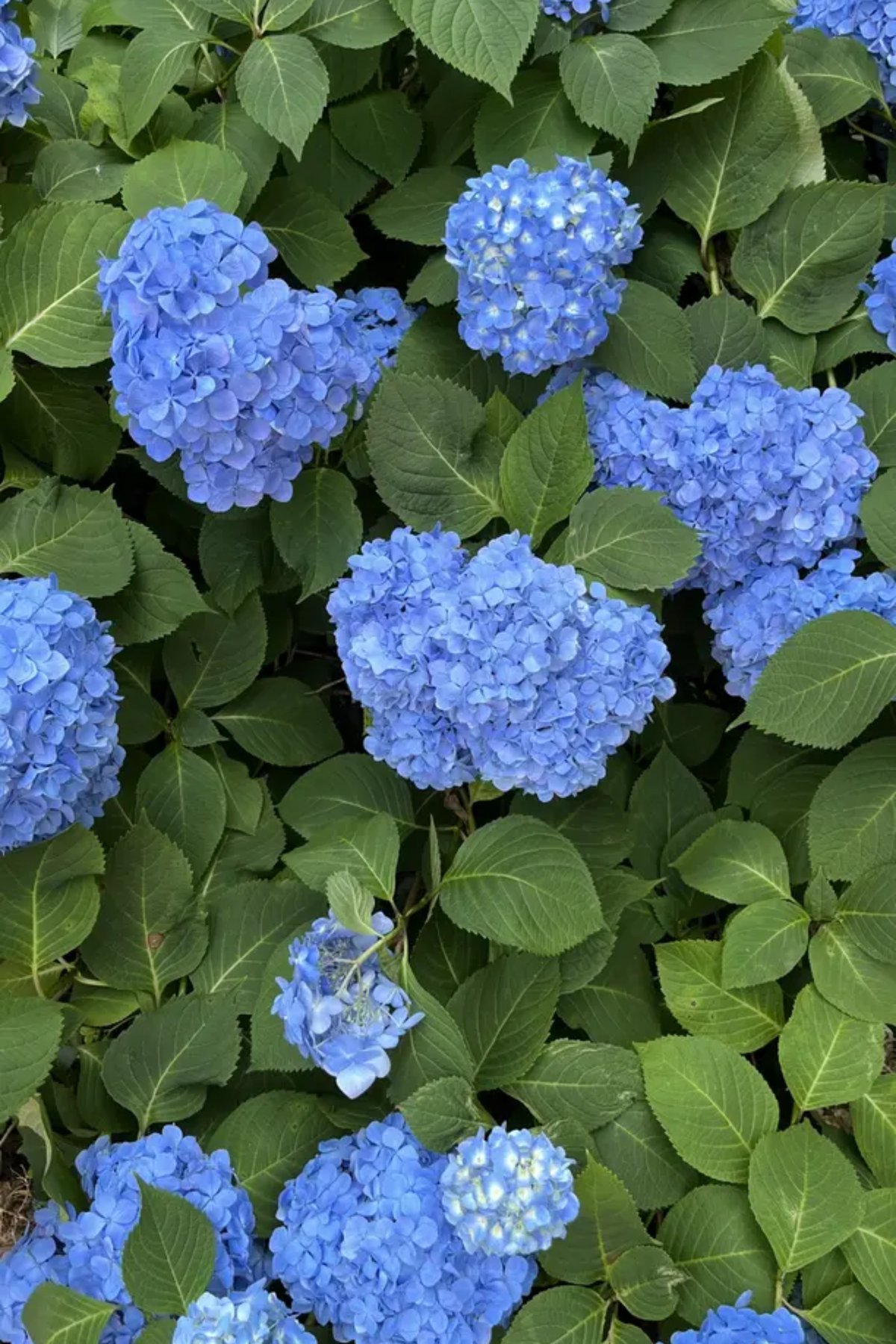 Blue hydrangea blooms